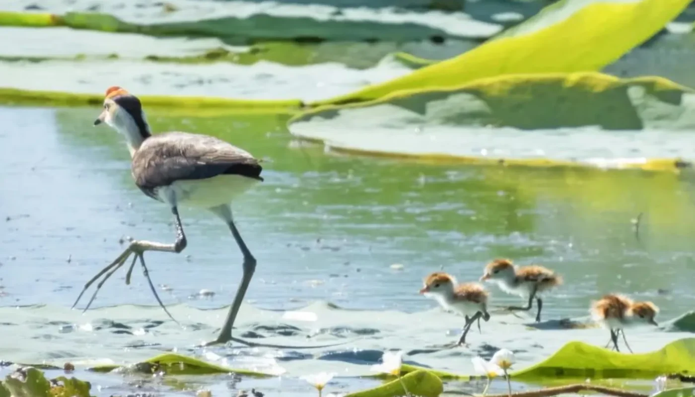 History of the Mamukala Wetlands