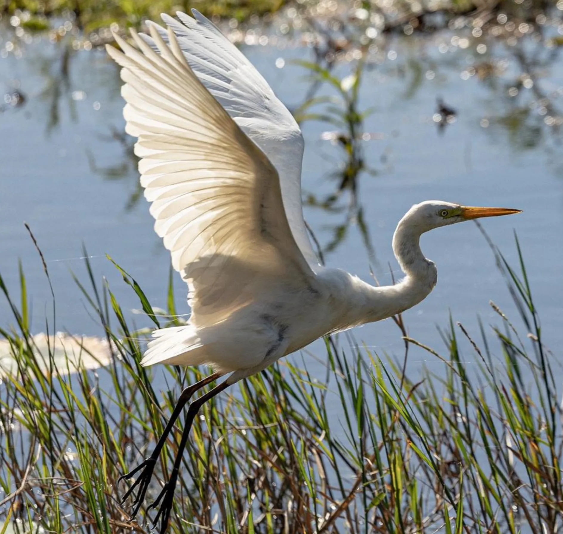 Wetlands Birdlife